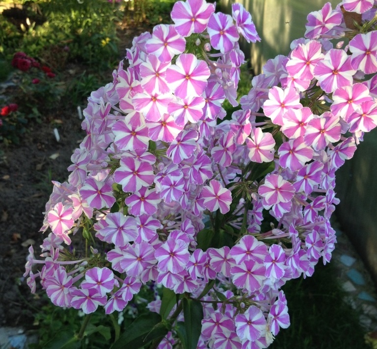 Флокс Наташа