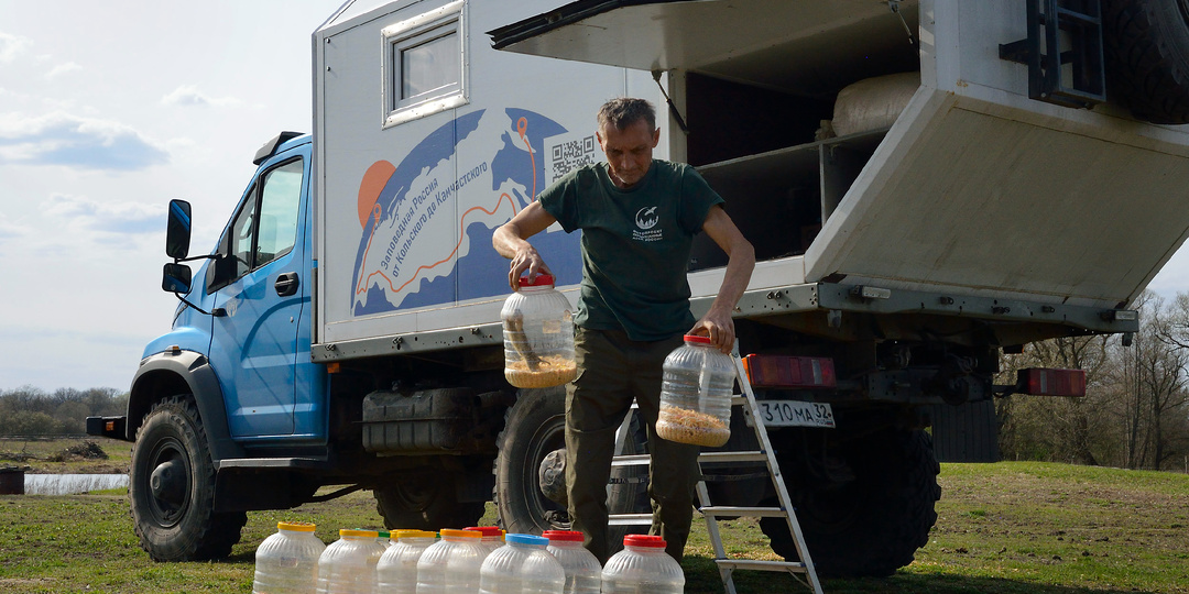 Всё, что вы хотели узнать о «великом переселении» крапчатых сусликов