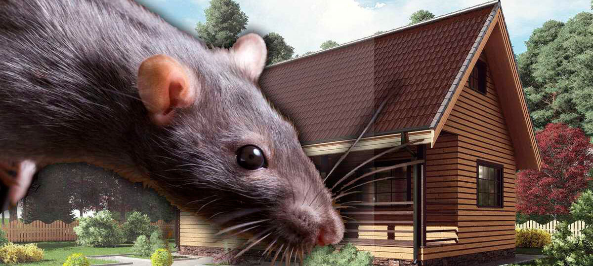 Мыши в доме