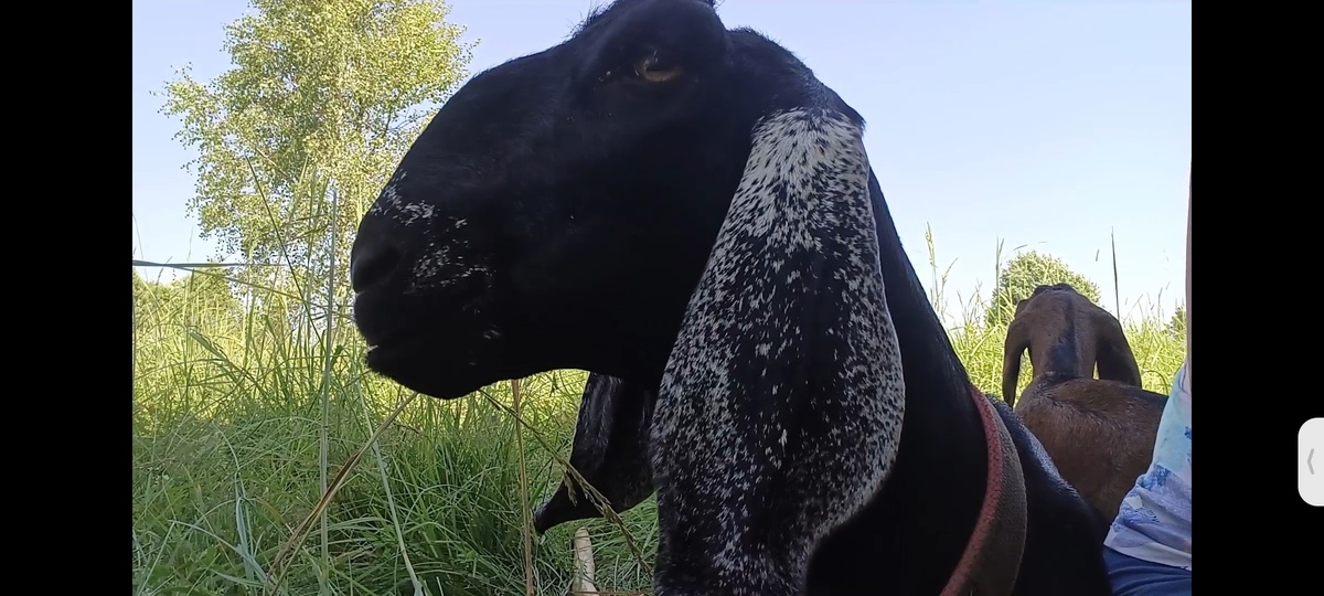 Неотразимая, с гордым греческим профилем 