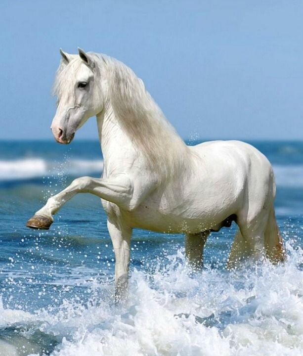 Белый конь