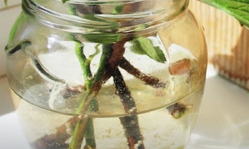 Укоренение черенков без хлопот: очень действенный способ