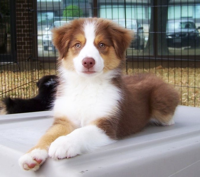 Мини аусси.