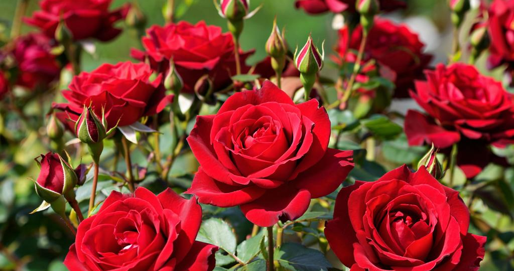 Как изменить цвет роз в саду: необычный тренд в ландшафтном дизайне!