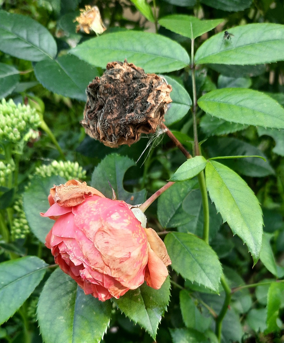 Фото автора. Многострадальные розы этого сезона.