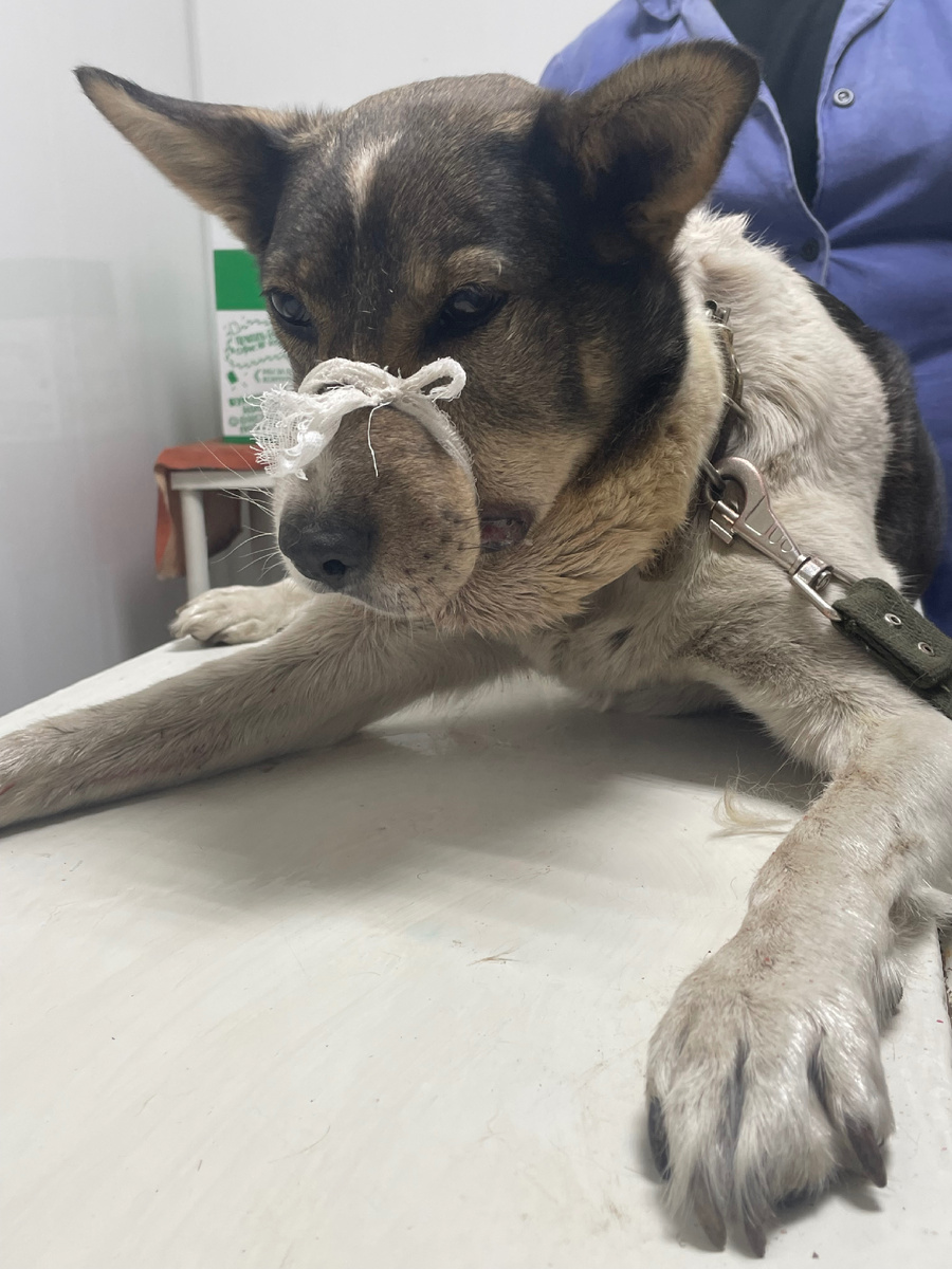 Бади вовремя лечения 