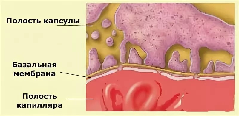 Подоцит - розовый