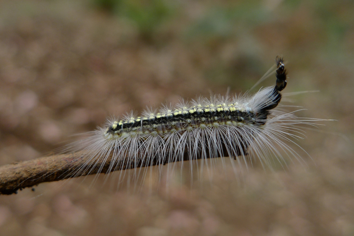 «Виновница торжества» – гусеница бабочки Uraba lugens. Поначалу даже и неясно, что это за отросток такой – может, хвост? А вот и нет! Эта конструкция – «ложные» головы гусеницы. Фото John Tann, 2012 г. 