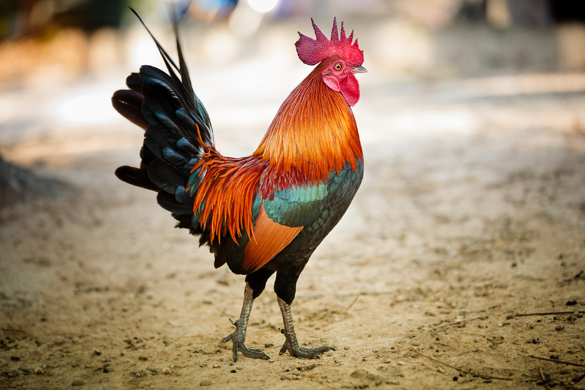 FredFroese/istock