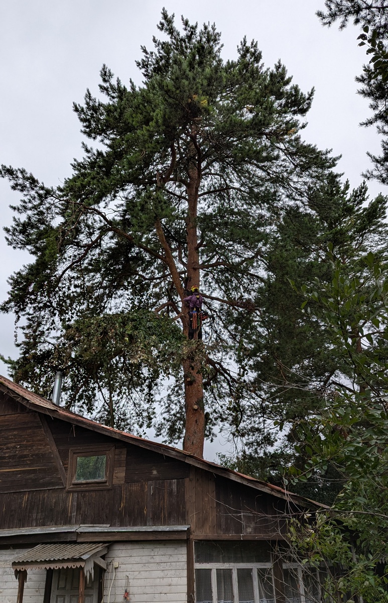 Азартный альпинист - дровосек)