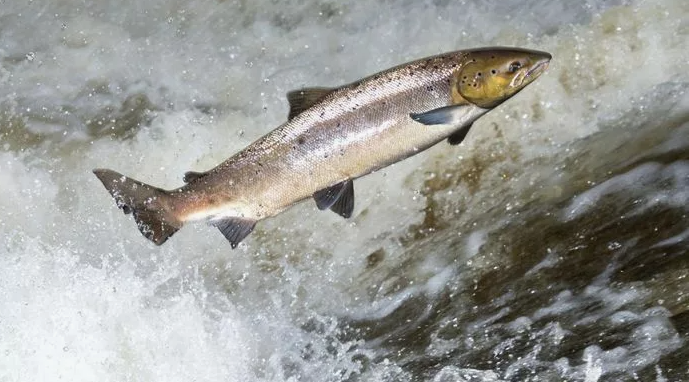 Поставь лайк!