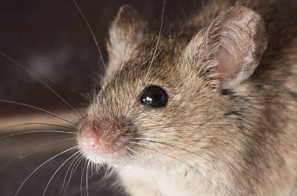 Поставь лайк!