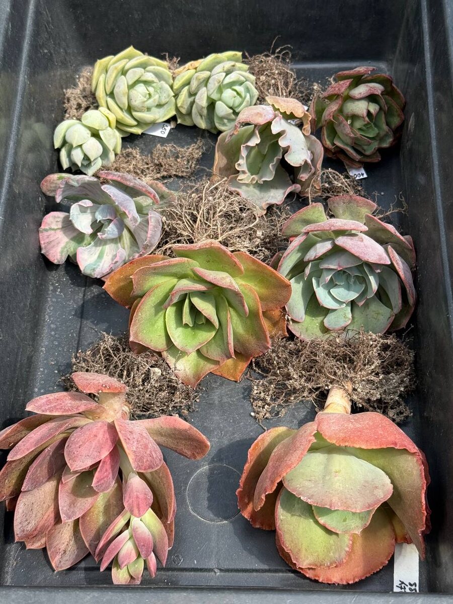 Фото продавца, мои красавцы.