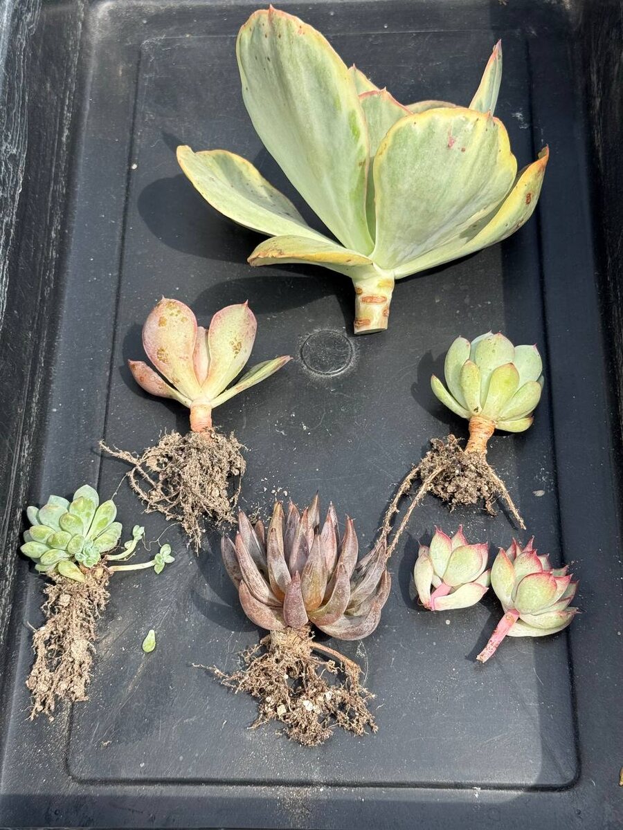 Обязательная просушка, чтоб суккуленты не сгнили в дороге.