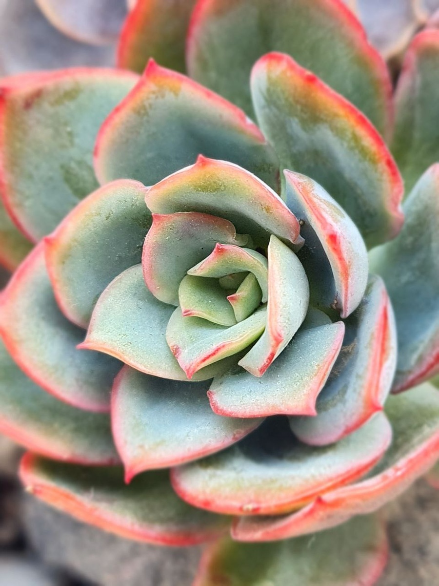 Эхеверия Луэлла