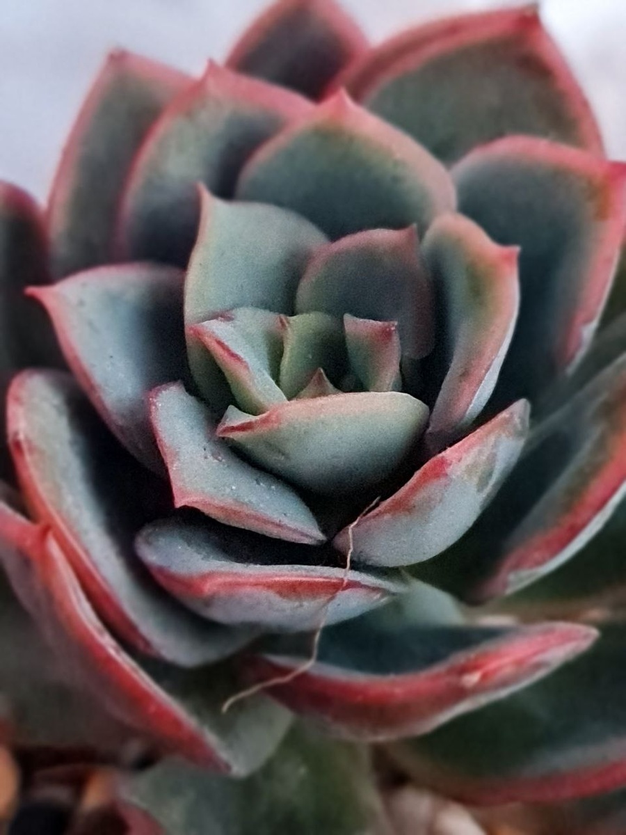 Таккой она приехала. В дороге ушла в темно синний и добавила красного, конечно скукожилась