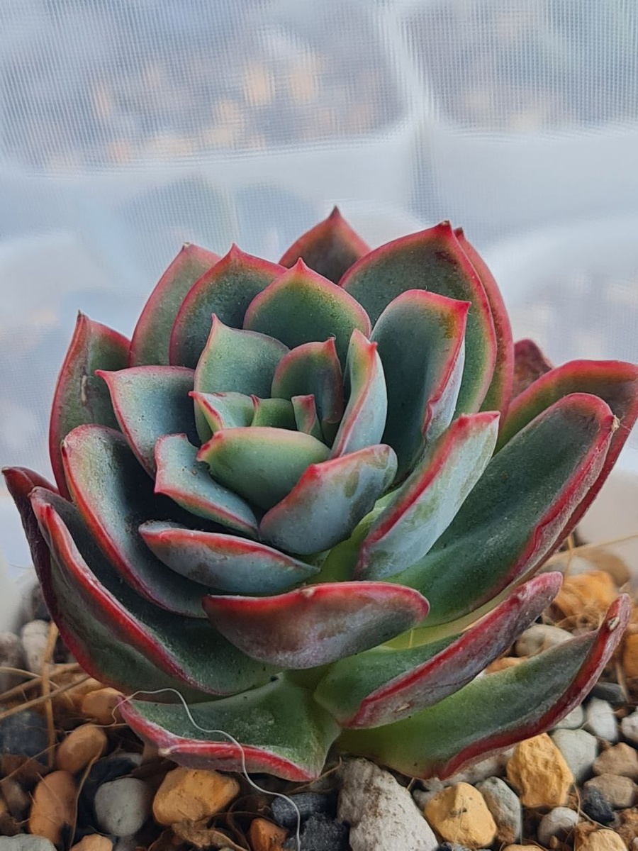 На адаптации, возвращался зеленый цвет