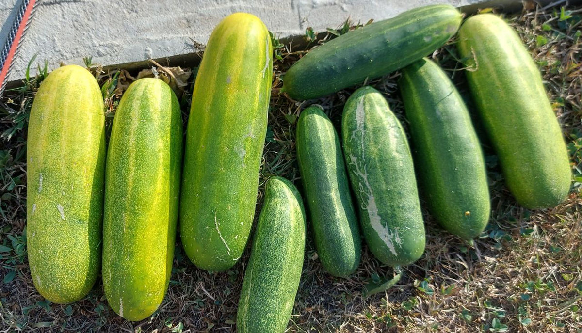 Фото автора. Огурец сорта Феникс.