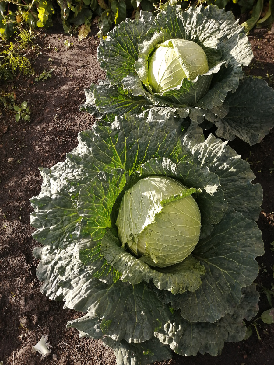 Ранняя капуста. Понравился этот сорт