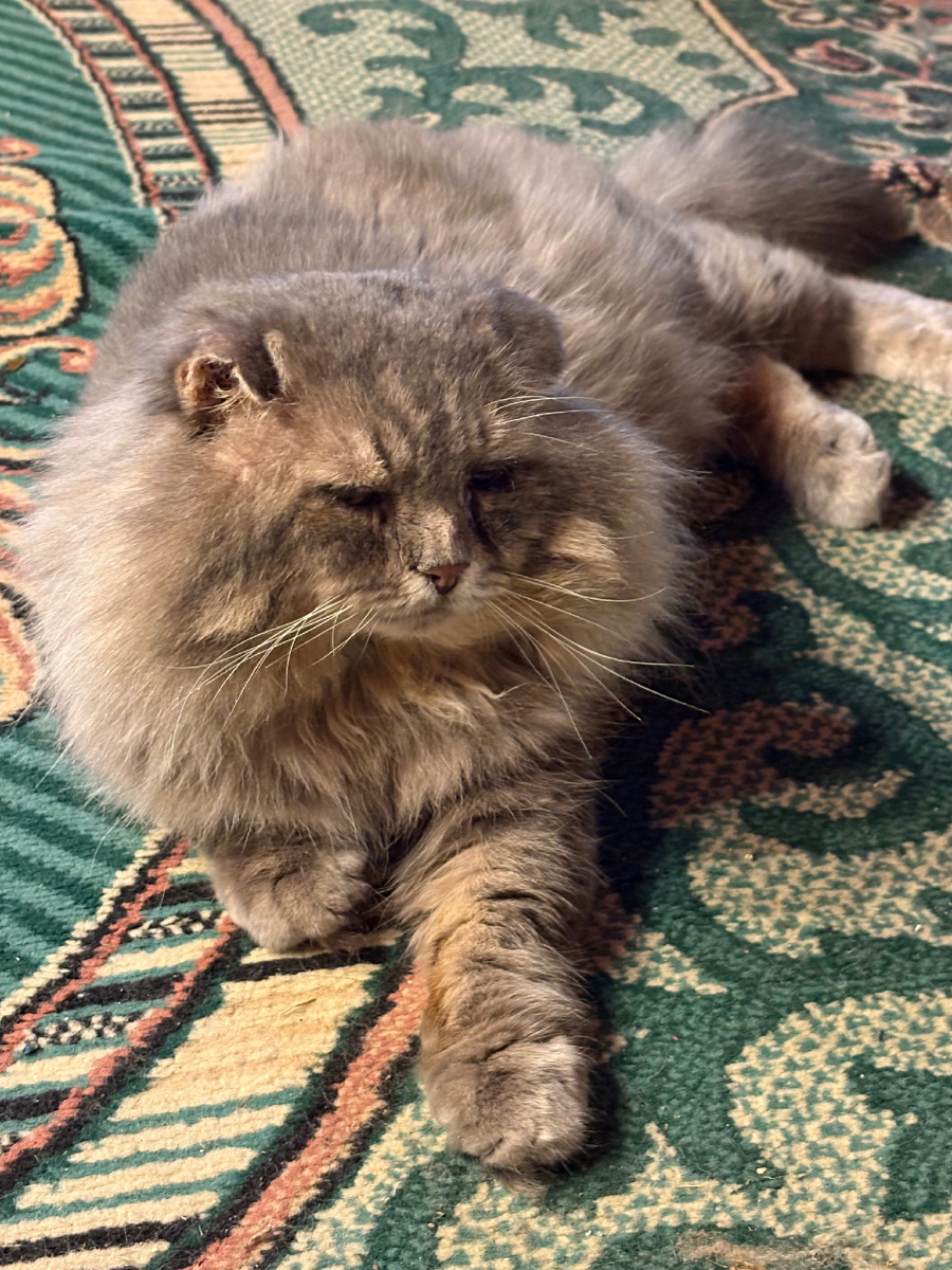 Хочу ору, хочу не ору!