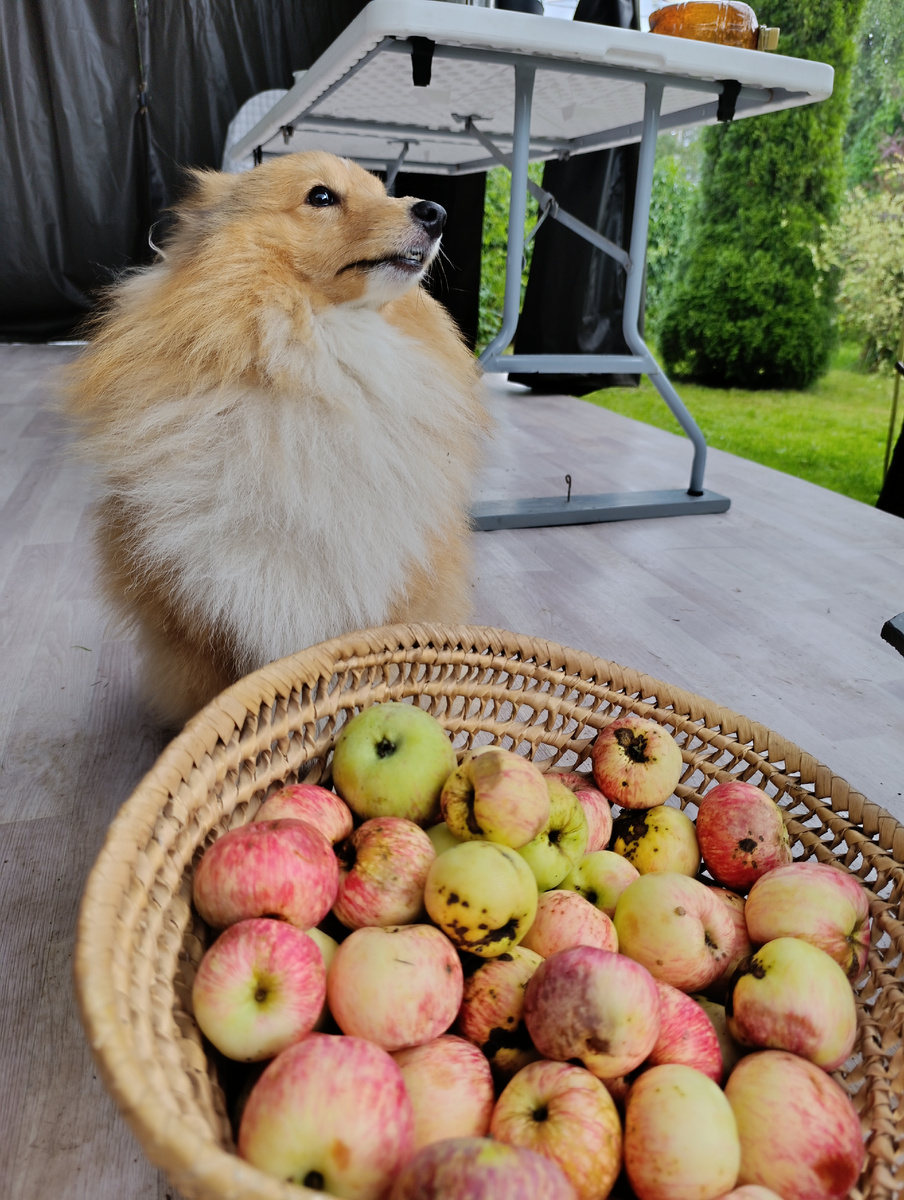 На фото та самая собака🐕