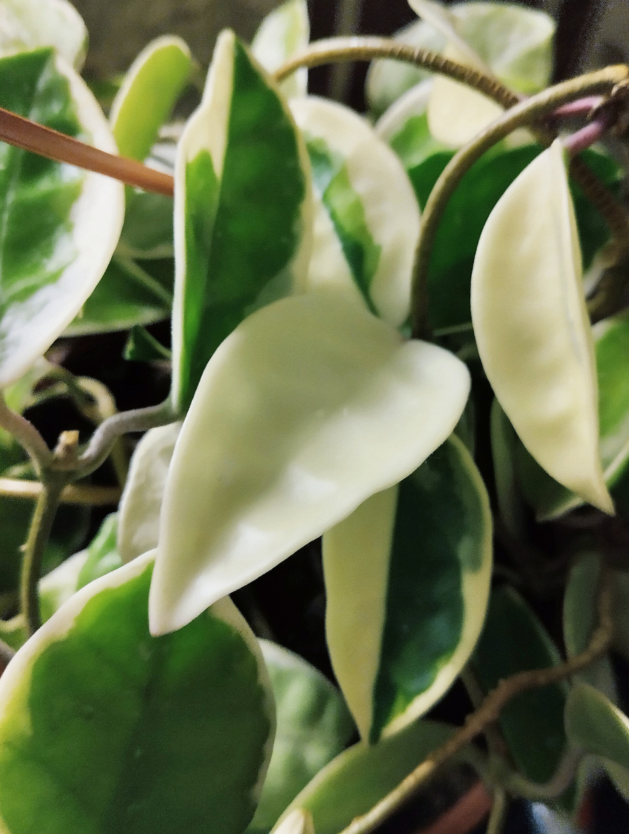 Моя капризная красота Хойя Карноза, сорт Триколор.