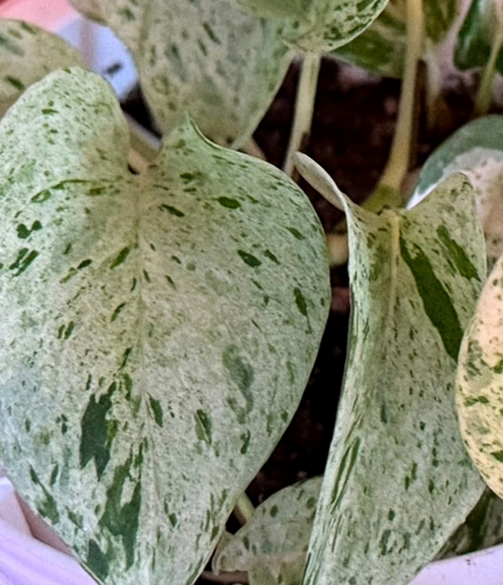 Эпипремнум Сноу Квин (Снежная Королева)