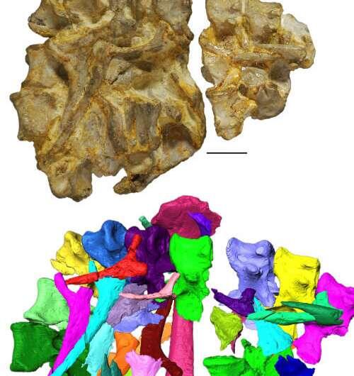 Окаменелость и компьютерная диаграмма позвонков энигмаспины.