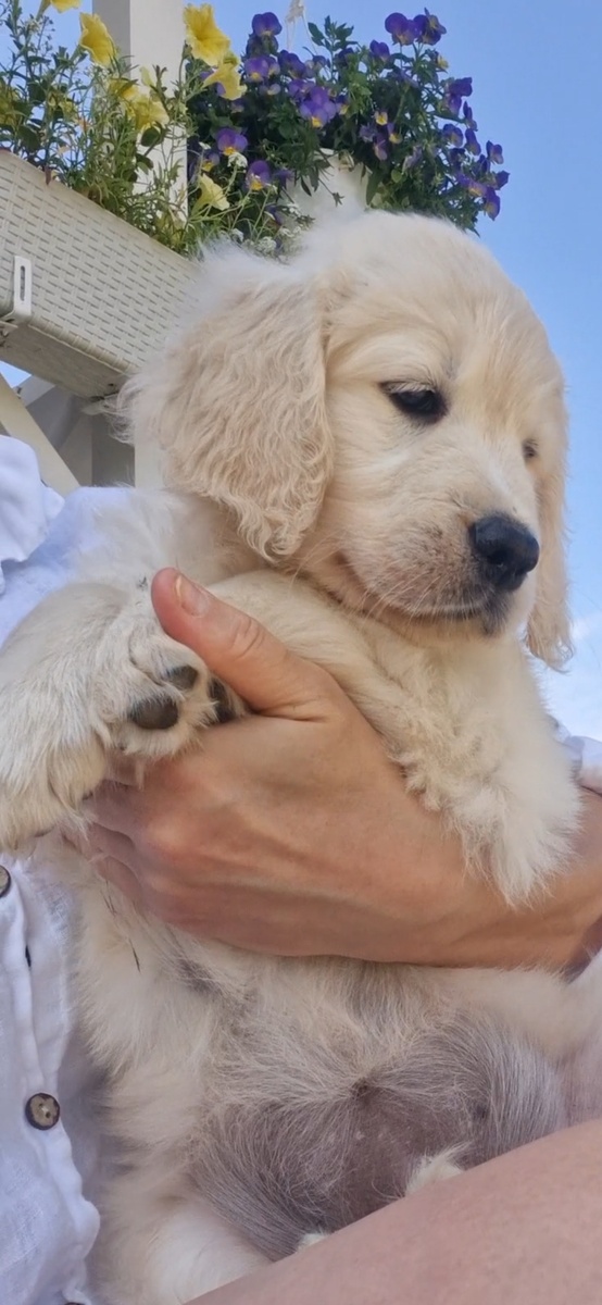 Щеное золотистого ретривера , 2 месяца. 