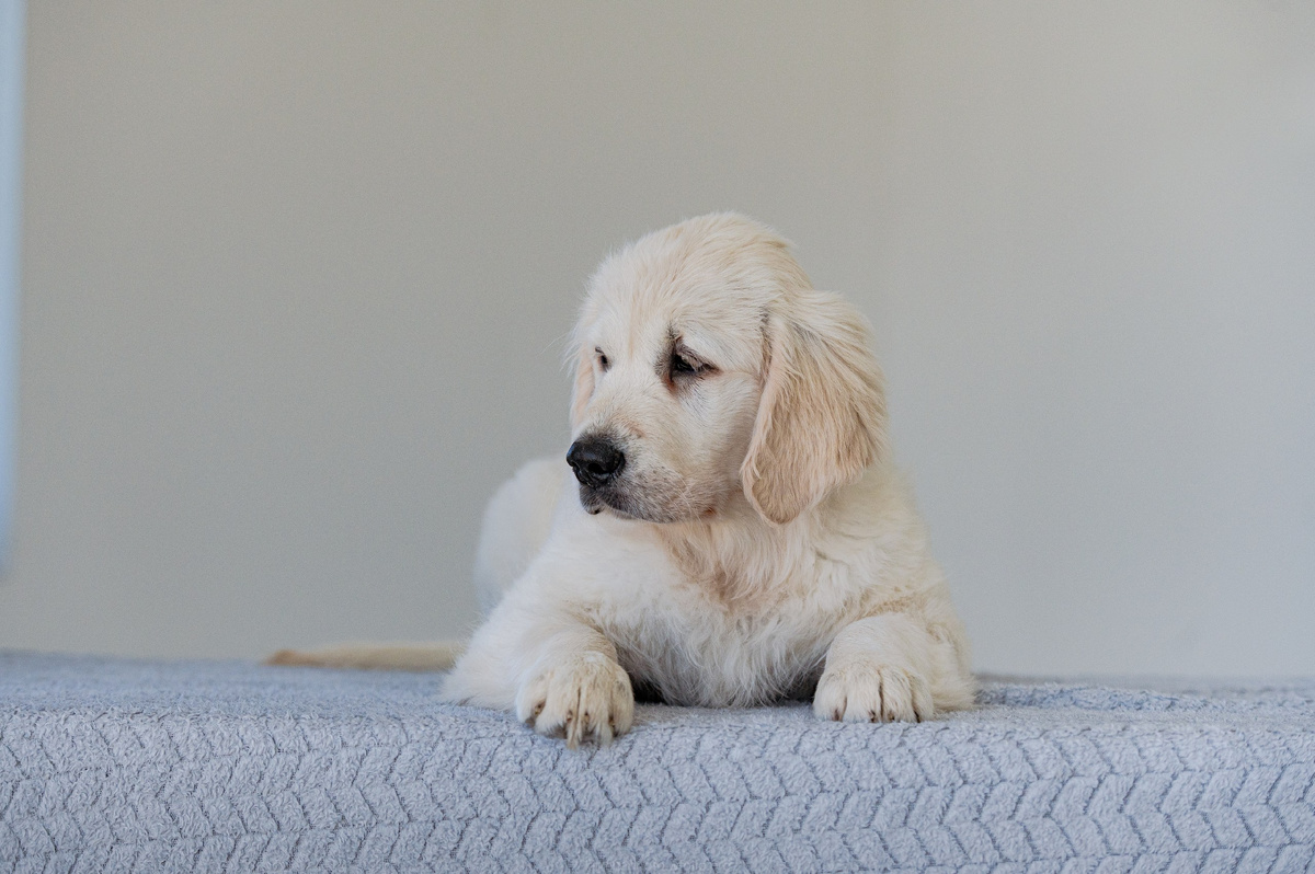 Щенок , возраст 3 месяца.