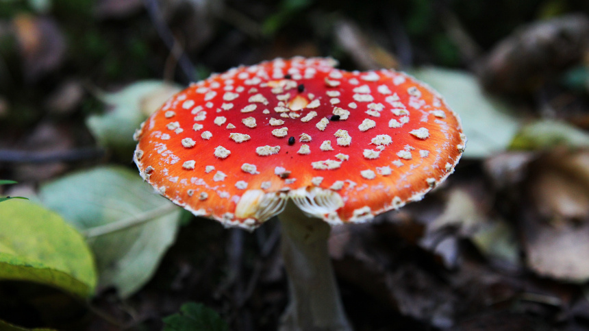    Фото: ИЗВЕСТИЯ/Мария Девахина