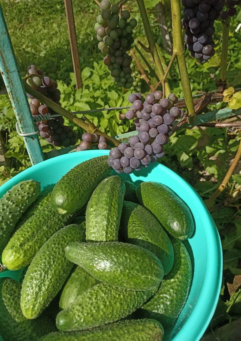 Огурцы продолжаются. И поздний виноград начал цвет набирать