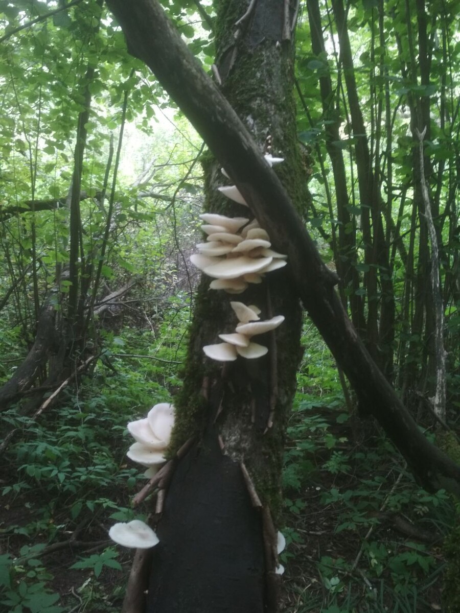 Фото: Елены Тюриной.  Вешенки жемчужные на стволе дерева. Август. 2025 г. 