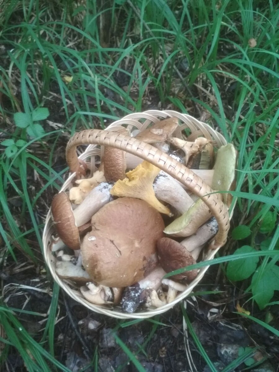 Фото: Елены Тюриной. Корзина с грибами. Август. 2025 г. 