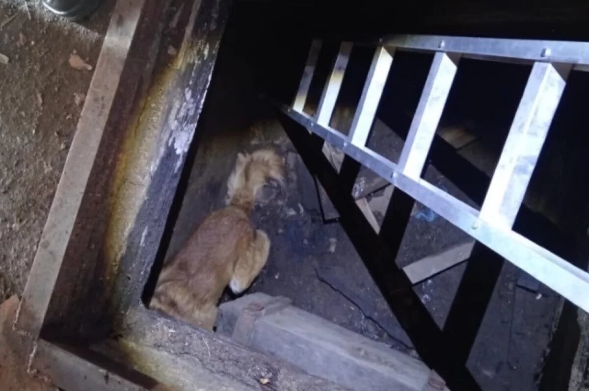    Огнеборцы спасли оказавшихся из ловушки двух собак в Балее