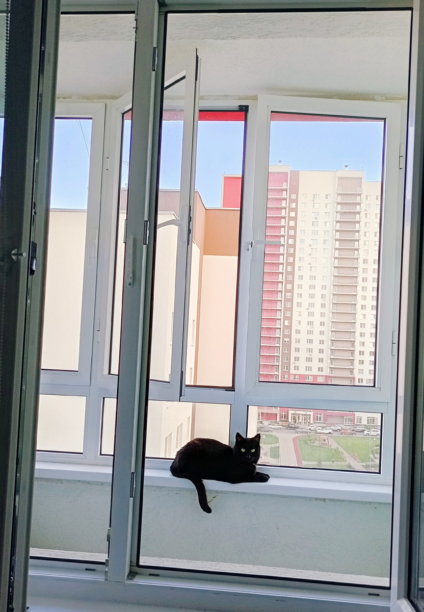 Мой кот со всем согласен