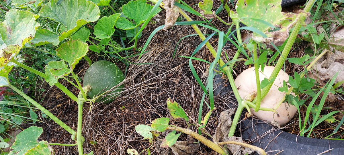 Наши тыквочки. Надеялась, что вырастут, а нееееттт. В природе что-то переключилось на неурожай.