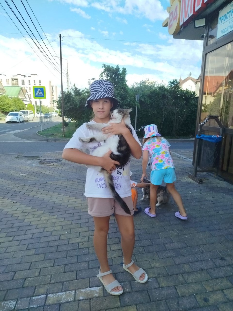 На улице бродячие коты живут, подкармливали