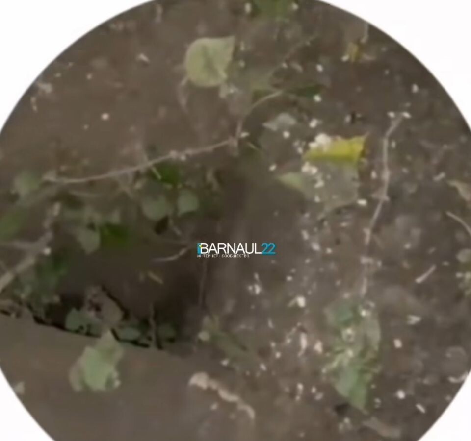    Яма в Барнауле. Источник: Кадр из видео "ВКонтакте"