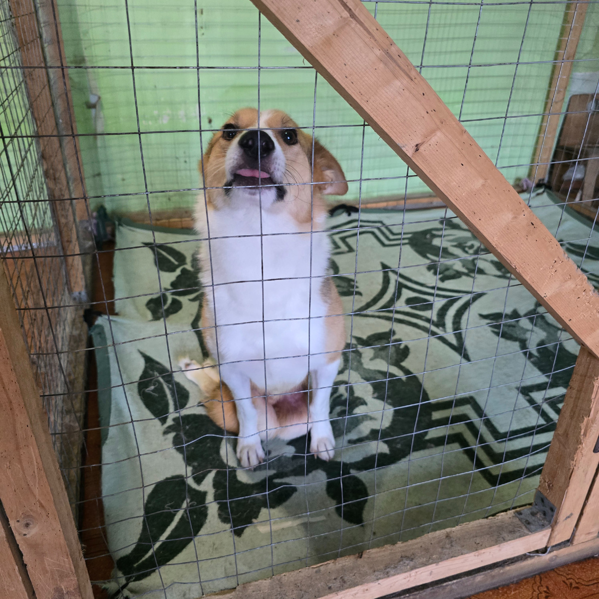 Озадаченный пёсик смотрит на кошачье господство