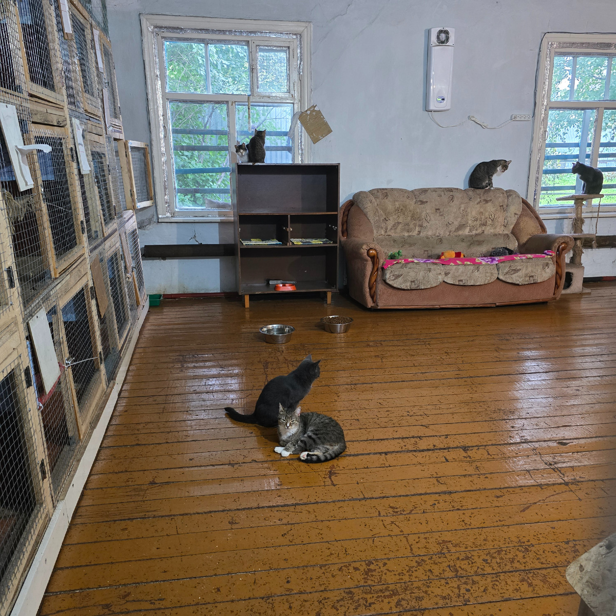 Пушистые революционеры заняли все стратегические позиции