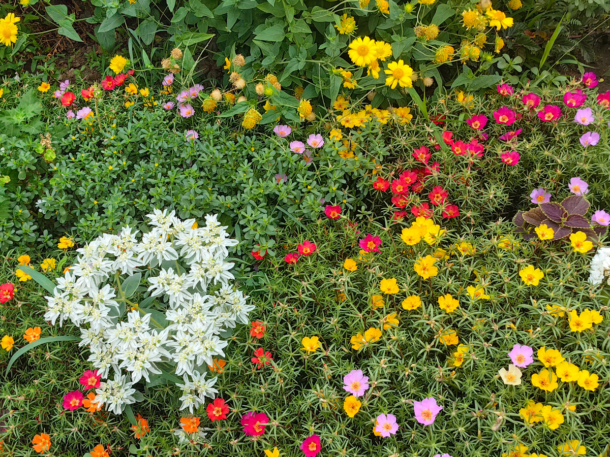 Фото 1,2,3. Смешанные клумбы. Такие клумбы могут быть у вас уже весной, если вы начнёте оформлять их в августе-сентябре. Фото Натальи Мироноовой