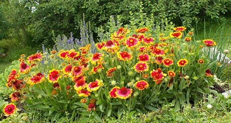 Смешанная клумба. На переднем плане - гайлардия. Фото из открытых источников