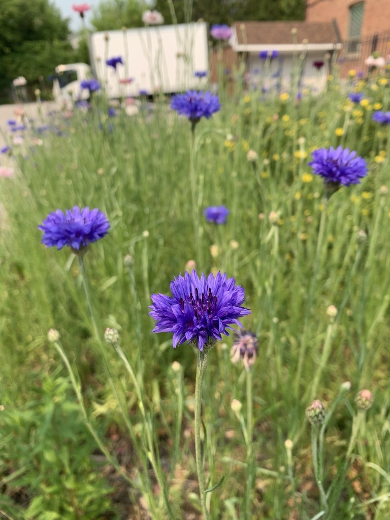 Василек синий