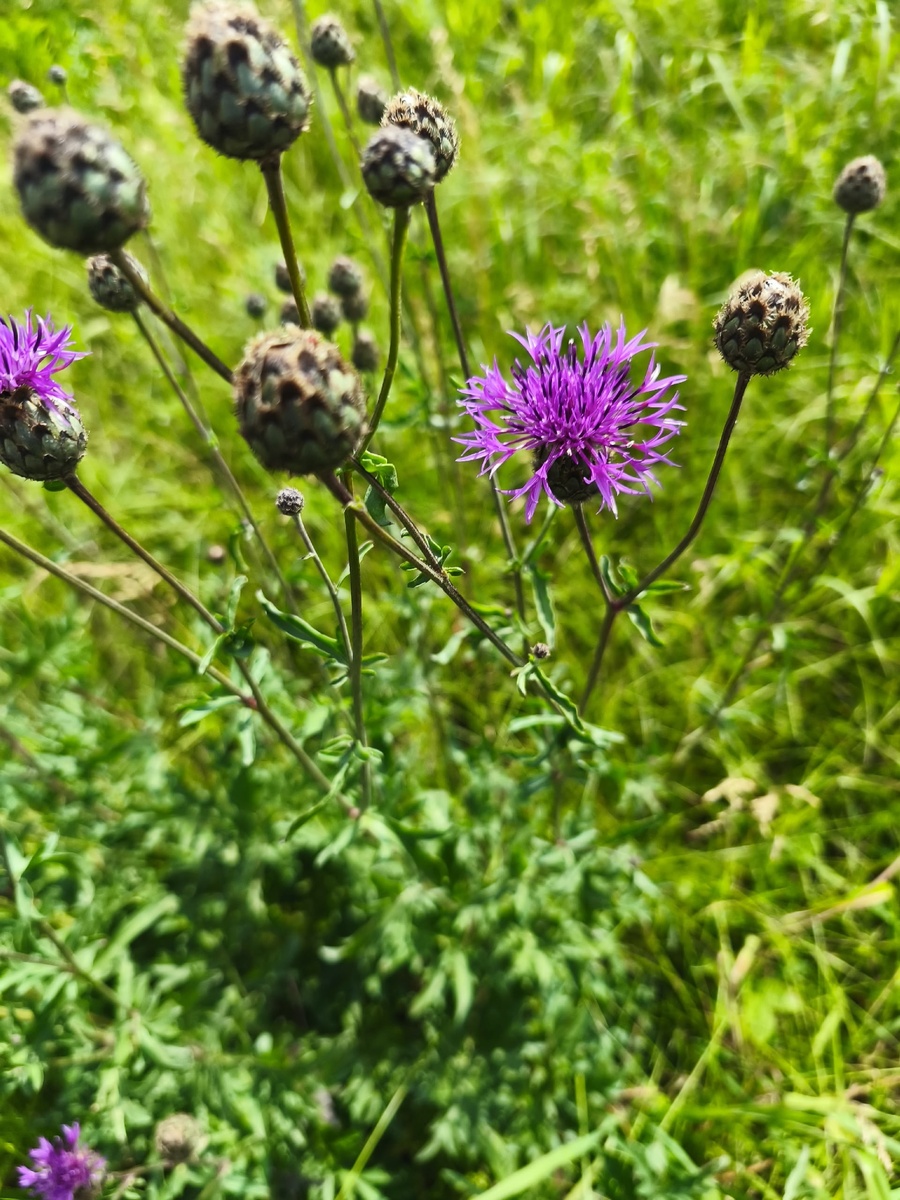 Василек шероховатый