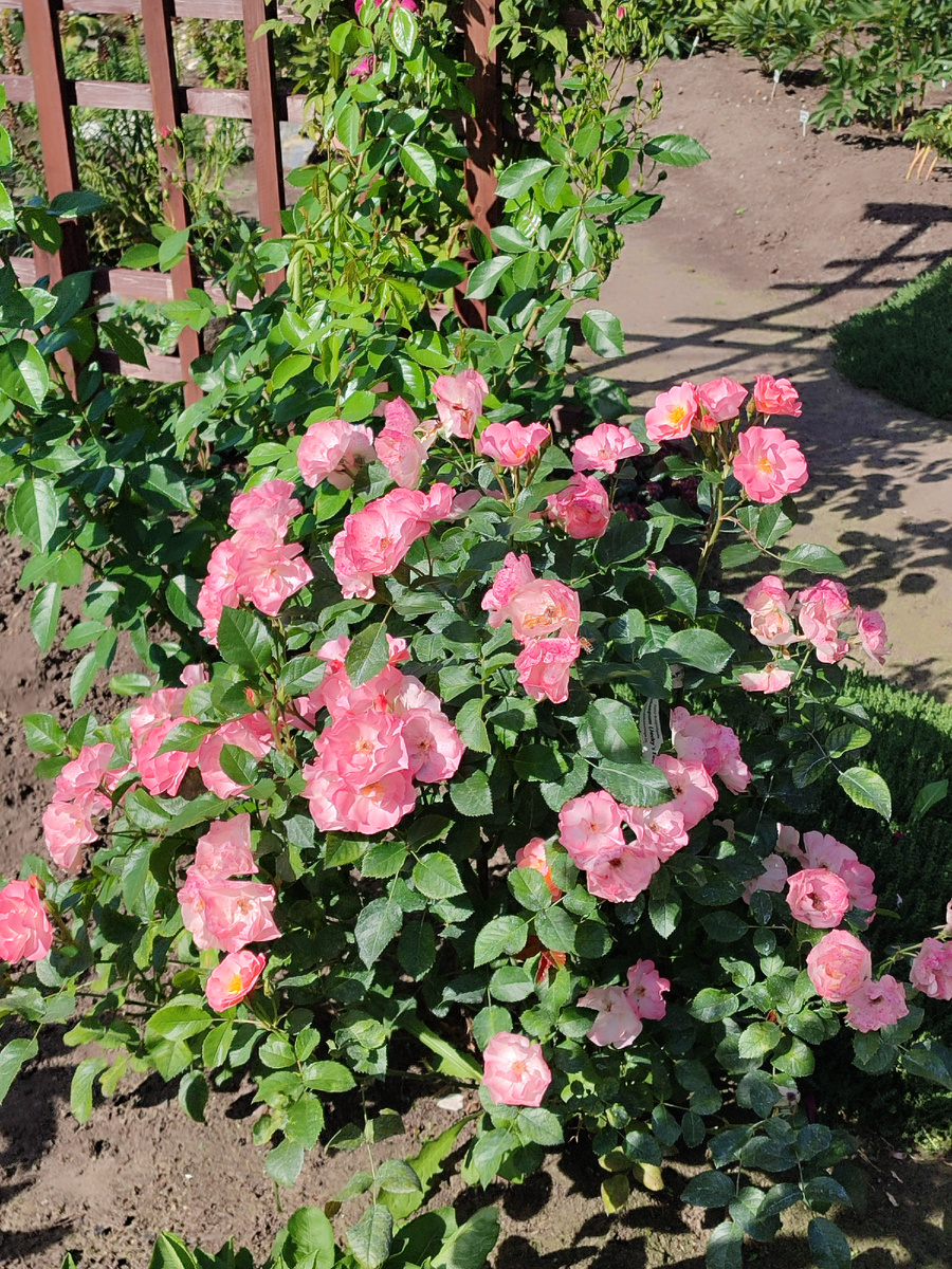 Джеки с фейворит☝️, роза полностью стояла голая, как и Ангела👇 посаженная рядом с ней. Белый налёт это следы от мыла)