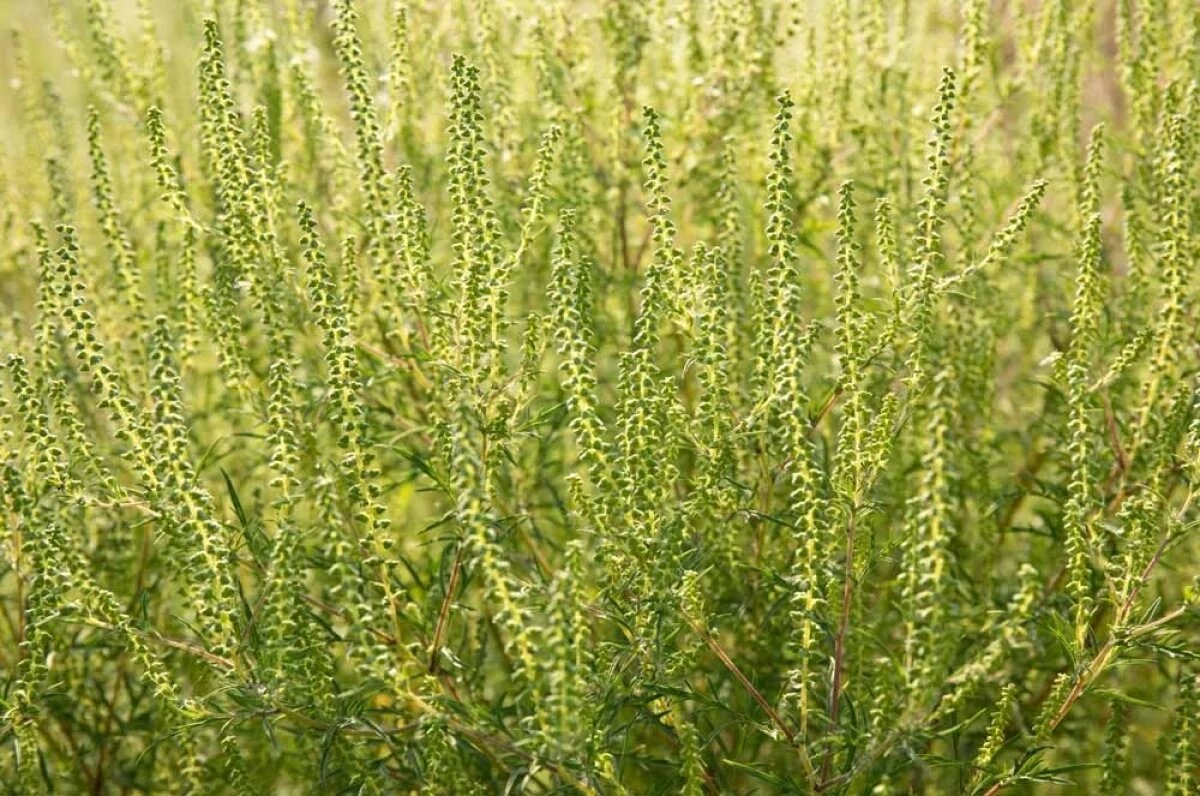    Пыльца амброзии — один из самых сильных аллергенов, известных современной медицине.