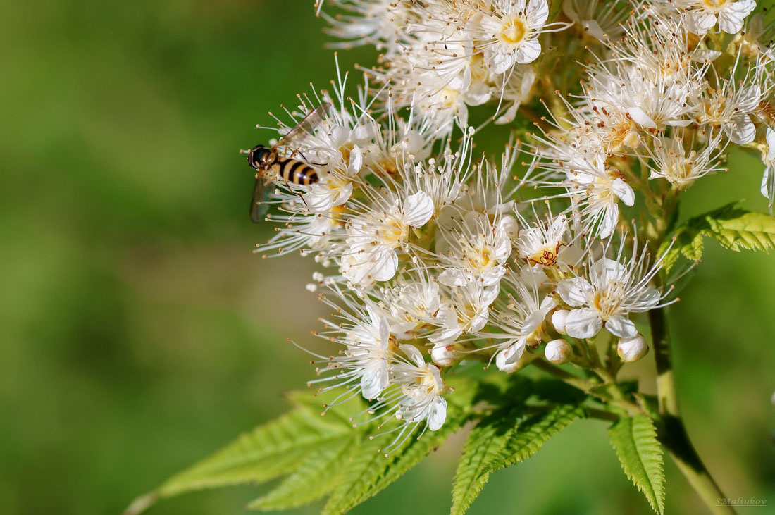Фото: Лето на Колыме / Сергей Малюков
