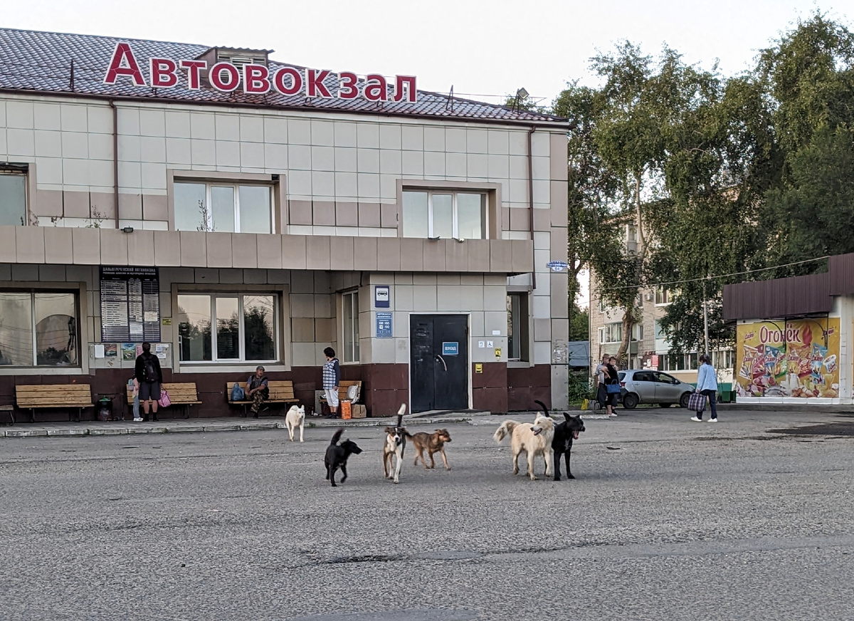 Дальнереченские собаки. 