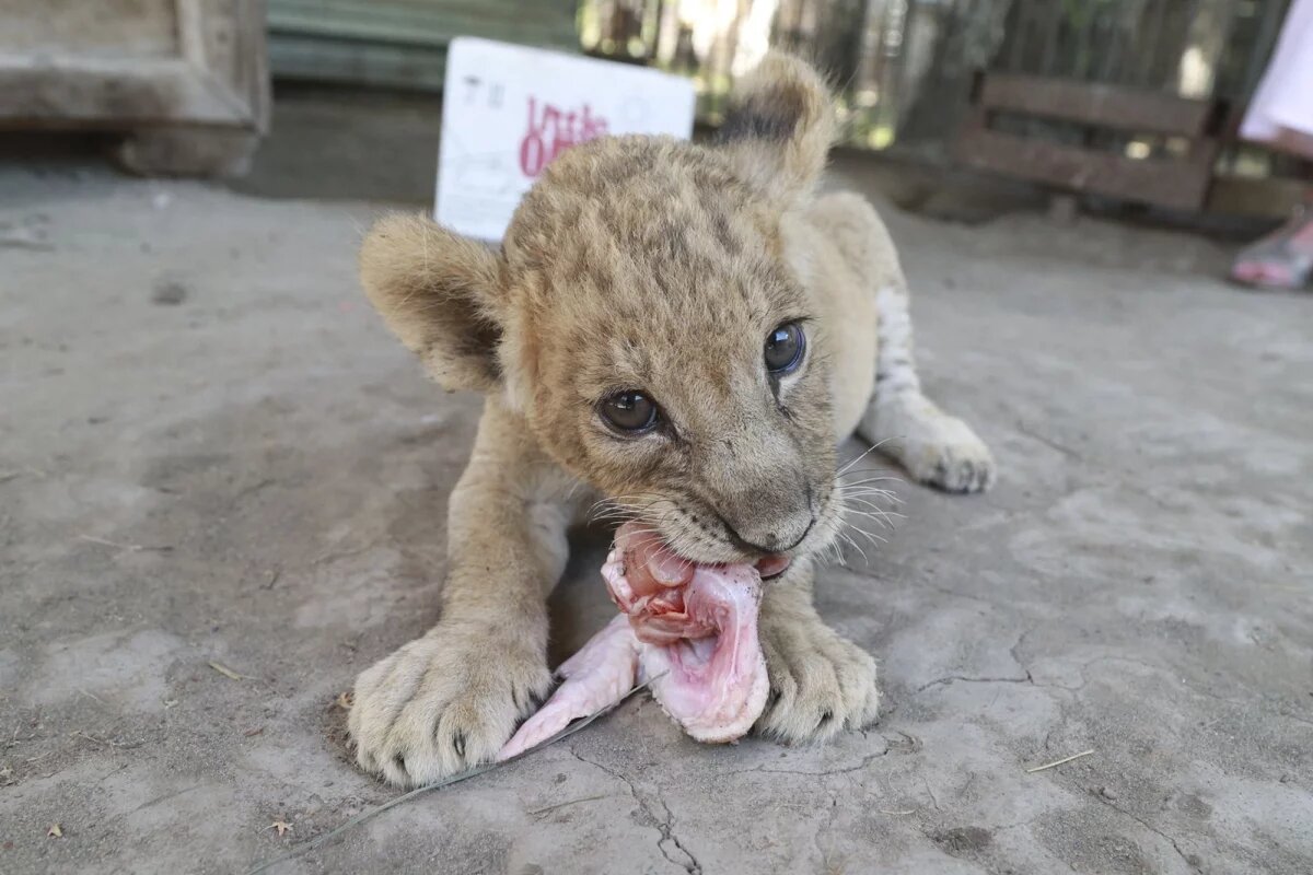    Трогательное знакомство львят с папой засняли в барнаульском зоопарке